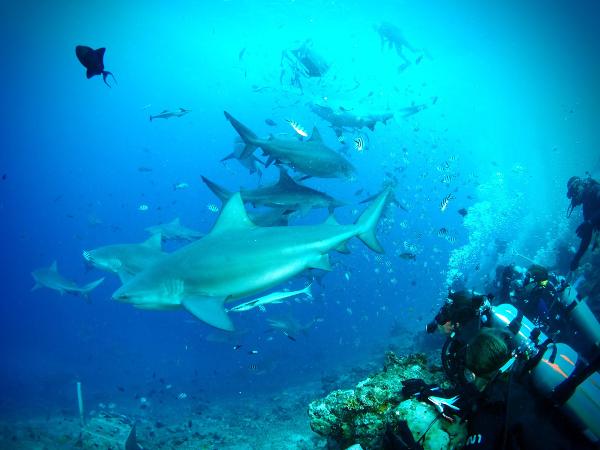 Volunteers Observe Sharks on the Conservation & Environment project in Fiji Volunteers on the Shark Conservation project observe sharks underwater in Fiji