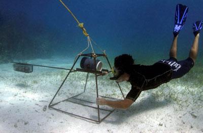 Volunteer on the Shark Conservation project observes ocean life underwater in Fiji