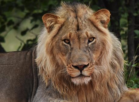 A lion rests in a game reserve at Projects Abroad's Botswana Conservation Project. Projects Abroad Botswana Conservation volunteers spot a male lion relaxing.