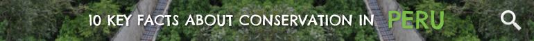 Click here to learn 10 Key Facts about Conservation in Peru Click here to learn 10 Key Facts about Conservation in Peru