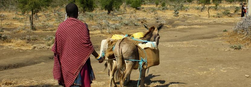 A Maasai herder at the Community Village Project in Tanzania A member of the Maasai community herds cattle in Tanzania, Africa