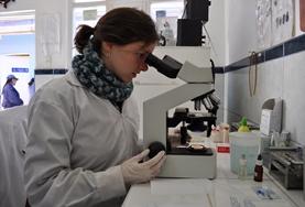 Electives for Medical<br /> Students A volunteer examines samples with a microscope on the Peru Medical School Elective.