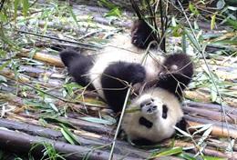 China On the Care & Panda Protection High School Special in China, volunteers work to help preserve pandas.