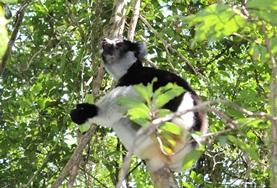 Madagascar A lemur is spotted on the High School Special Conservation & Community Project in Madagascar.