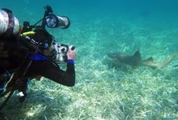 Belize A Conservation & Community High School Special volunteer observes marine life during a dive in Belize.