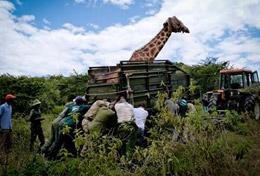 Kenya High School Special Conservation volunteers in Kenya help transport a giraffe.