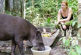 Peru A High School Special Conservation volunteer assists at an animal centre in the heart of the Amazon forest.