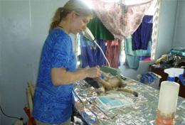Veterinary Medicine Volunteer Bandages Wounded Animal Intern on the Veterinary Medicine project takes care of a wounded animal in the veterinary hospital