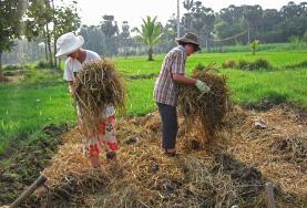 Farming Volunteers Work in a Field Overseas Volunteer on the Farming project stack hay in a field