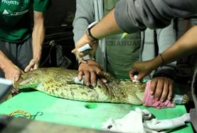 Veterinary Medicine A professional vet volunteering in Peru helps treat an injured wild animal at a rescue center.