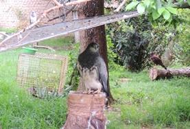 Veterinary Medicine & <br />Animal Care A wild bird is rehabilitated by volunteers at the Animal Care Project in Bolivia.