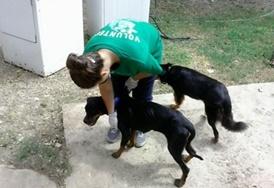 Veterinary Medicine & <br />Animal Care An Animal Care volunteer exercises dogs at a shelter in Jamaica.